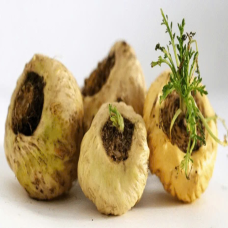 BỘT MACCA