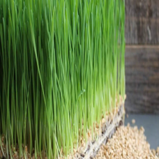 BỘT CỎ LÚA MÌ